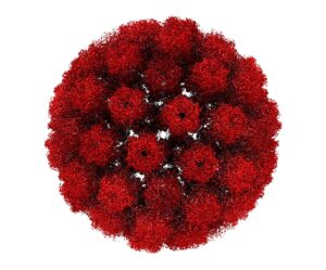 Image of an HPV virus cell. 