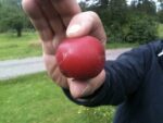Hand holding an apple